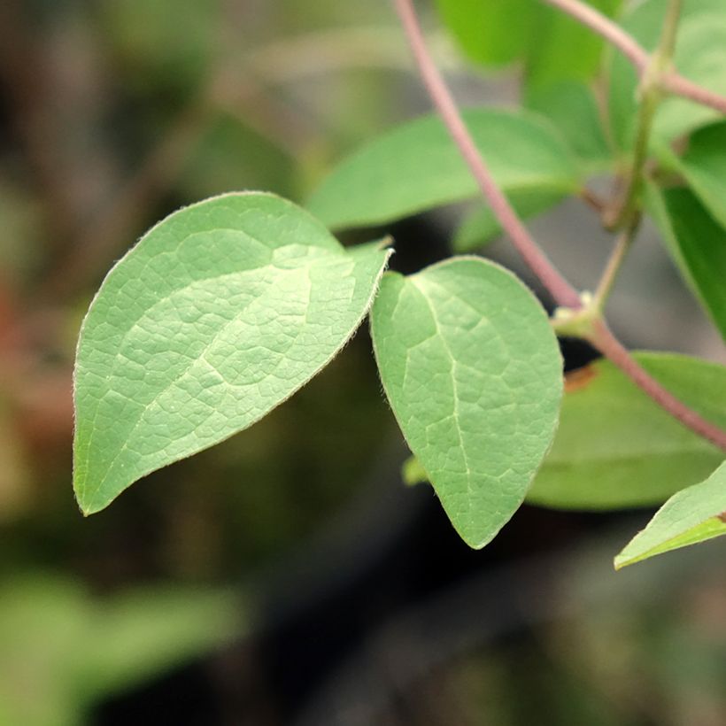 Clematis viticella Justa - Clematide (Fogliame)