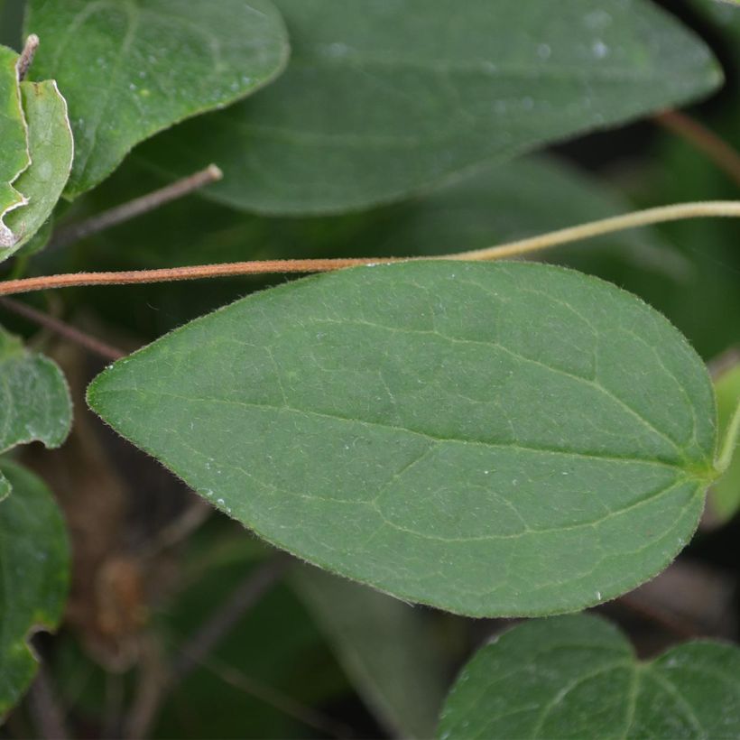 Clematis Juuli - Clematide (Fogliame)