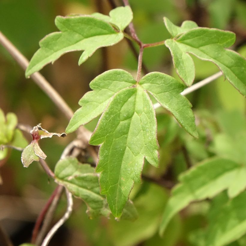 Clematis macropetala - Clematide (Fogliame)