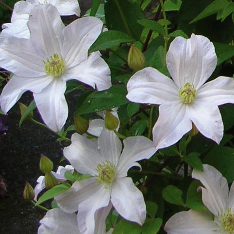 Clematis Mme Lecoultre - Clematide (Fioritura)