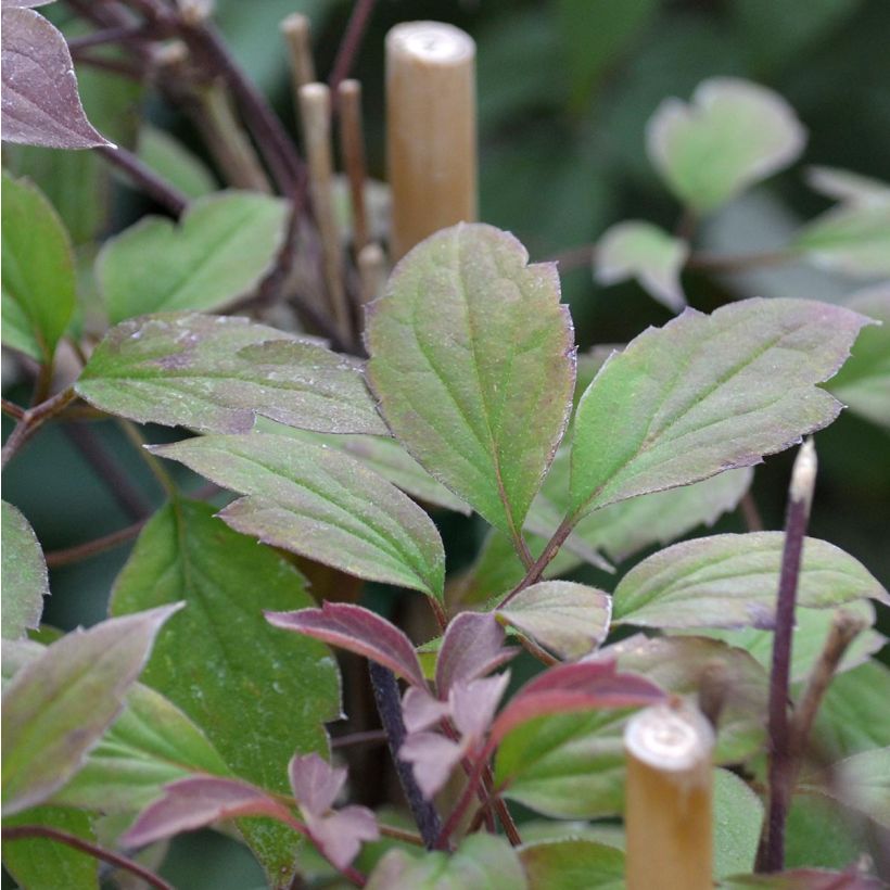 Clematis montana Rosebud - Clematide (Fogliame)