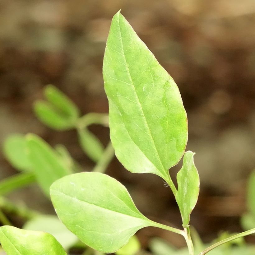 Clematis flammula - Clematide fiammola (Fogliame)