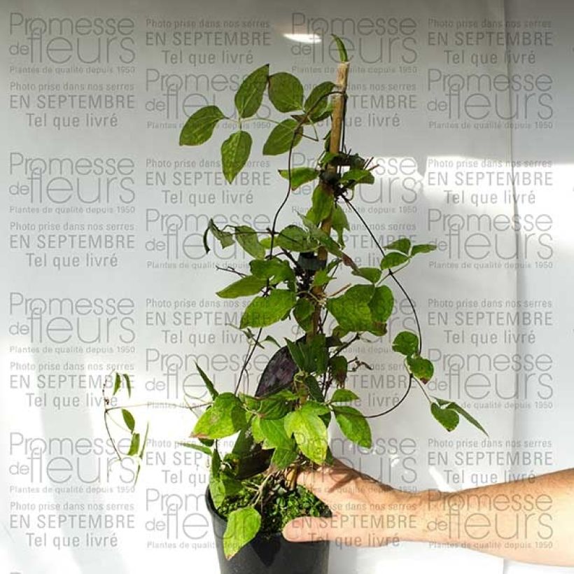 Esempio di esemplare Clematis Parasol - Clematide Vaso da 2L/3LAltezza consegnata circa 40/50cm come consegnato