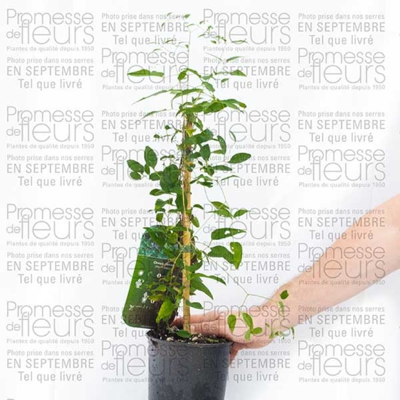 Esempio di esemplare Clématite - Clematis pitcheri Pot de 2L/3L come consegnato