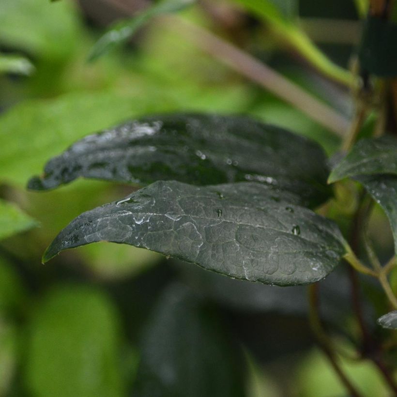 Clematis Proteus - Clematide (Fogliame)