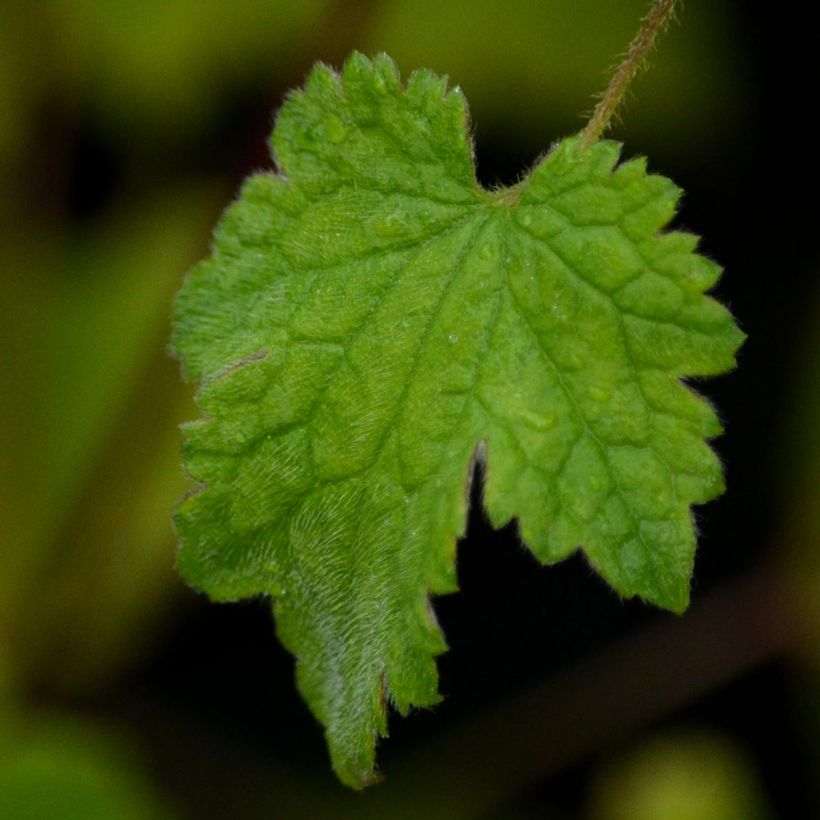 Clematis rehderiana - Clematide (Fogliame)