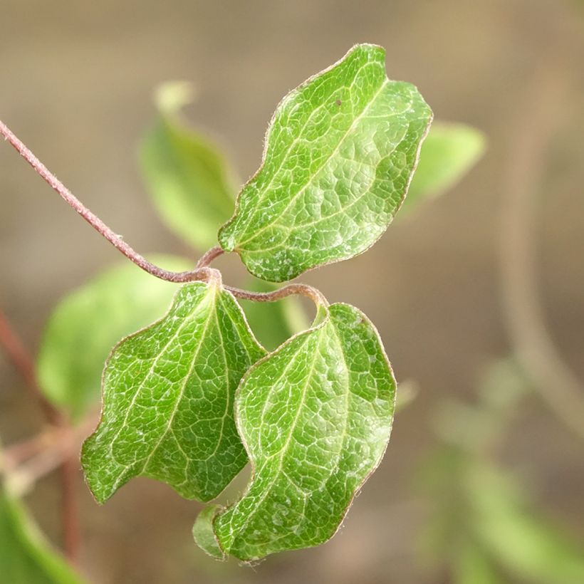 Clematis Saphyra Nancy - Clematide (Fogliame)