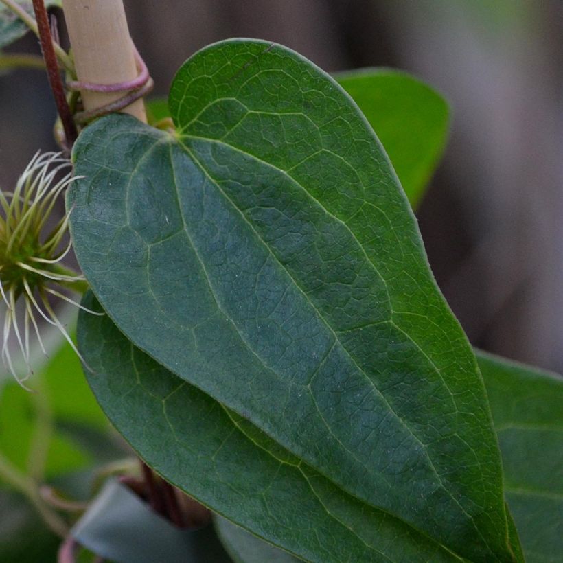 Clematis Snow Queen - Clematide (Fogliame)