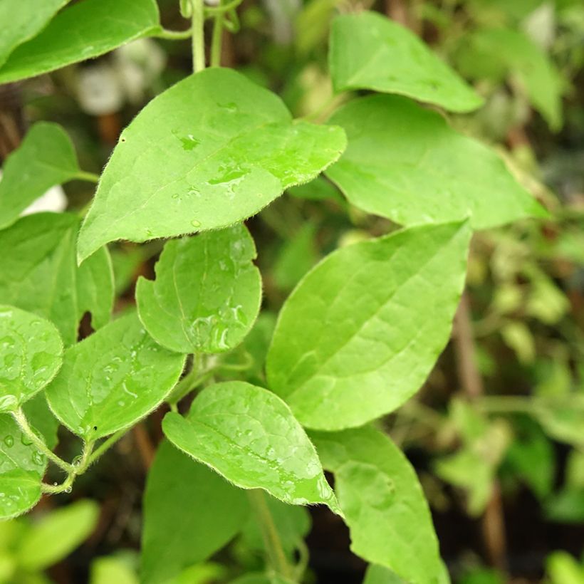 Clematis Sparkler - Clematide (Fogliame)