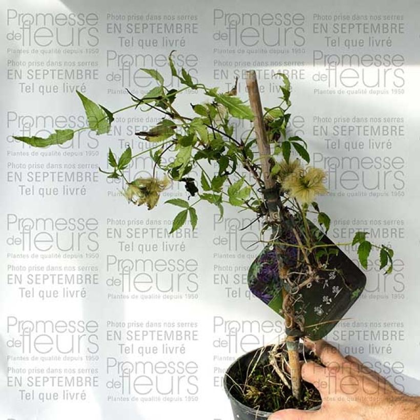 Esempio di esemplare Clématite - Clematis Spiky Pot de 2L/3L come consegnato