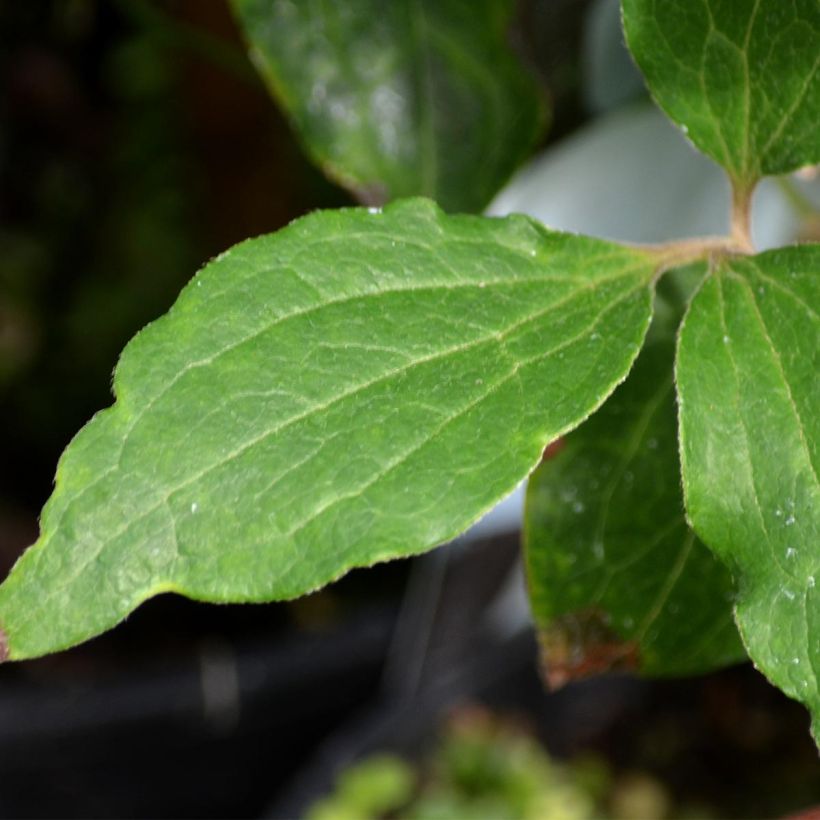 Clematis The Bride - Clematide (Fogliame)