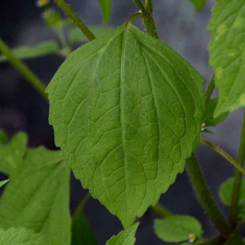 Clematis viticella Purpurea Plena Elegans - Clematide (Fogliame)