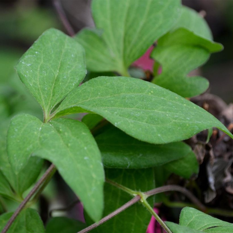 Clematis Westerplatte - Clematide (Fogliame)