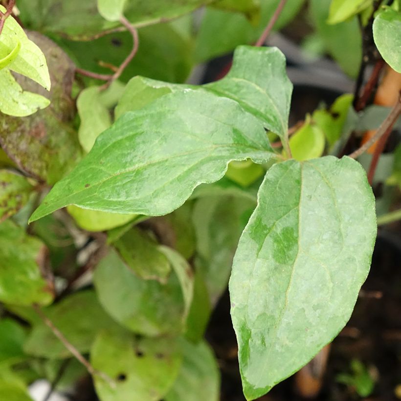 Clematis Xerxes - Clematide (Fogliame)