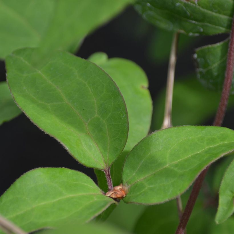 Clematis Yukiokoshi - Clematide (Fogliame)