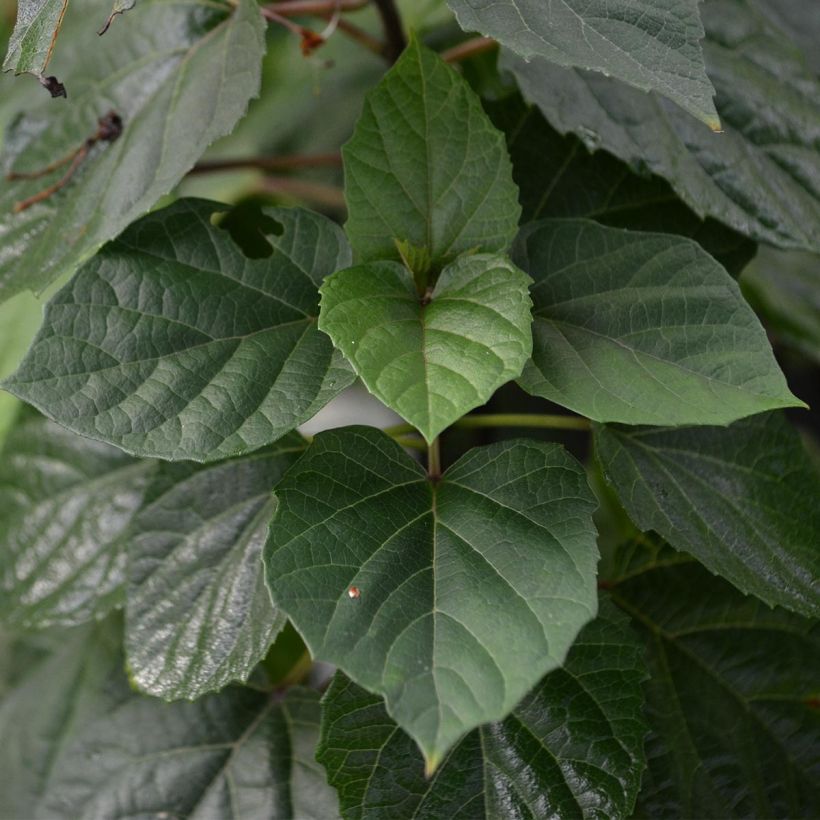 Clerodendrum bungei - Clerodendro (Fogliame)