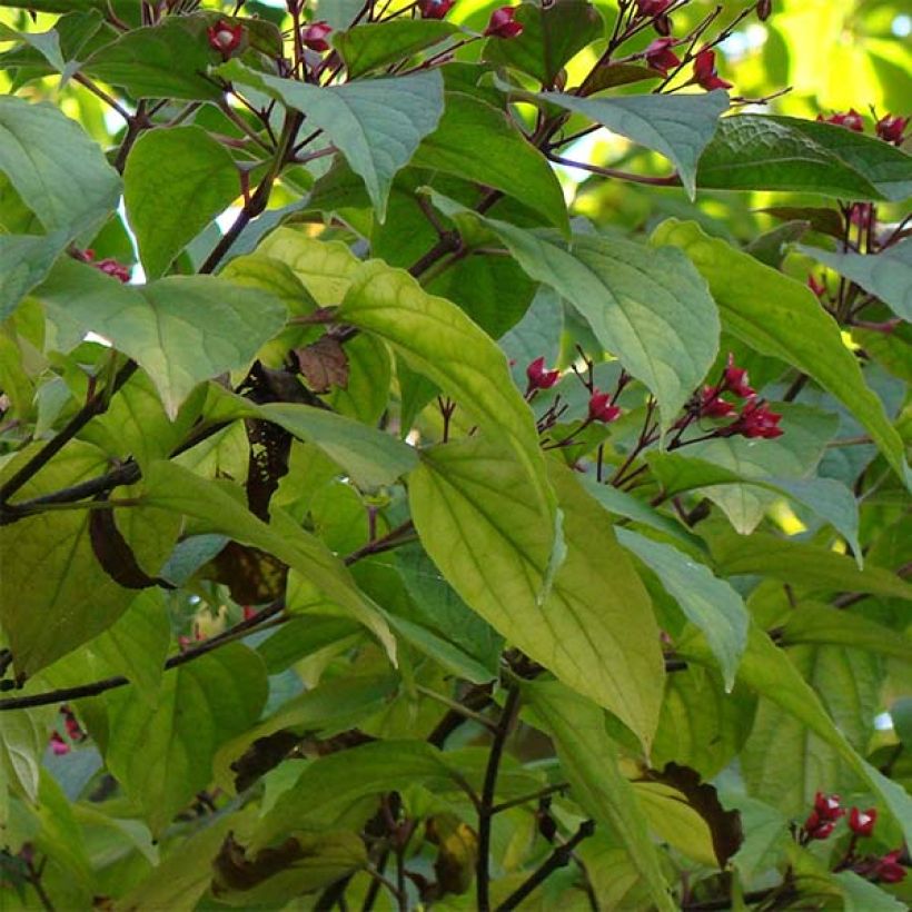 Clerodendrum trichotomum - Clerodendro (Fogliame)