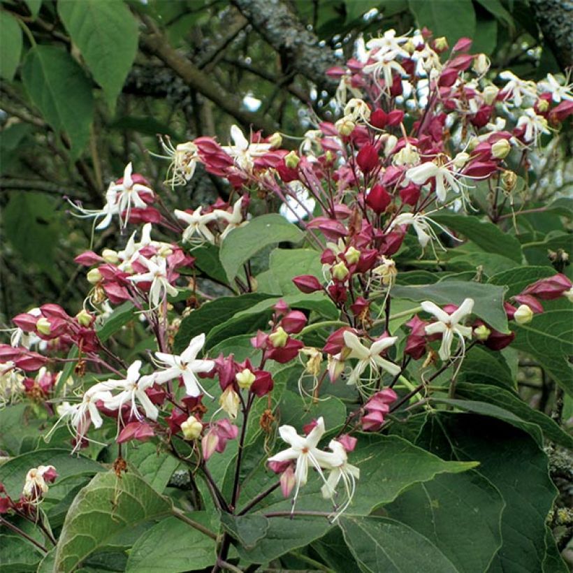 Clerodendrum trichotomum - Clerodendro (Fioritura)