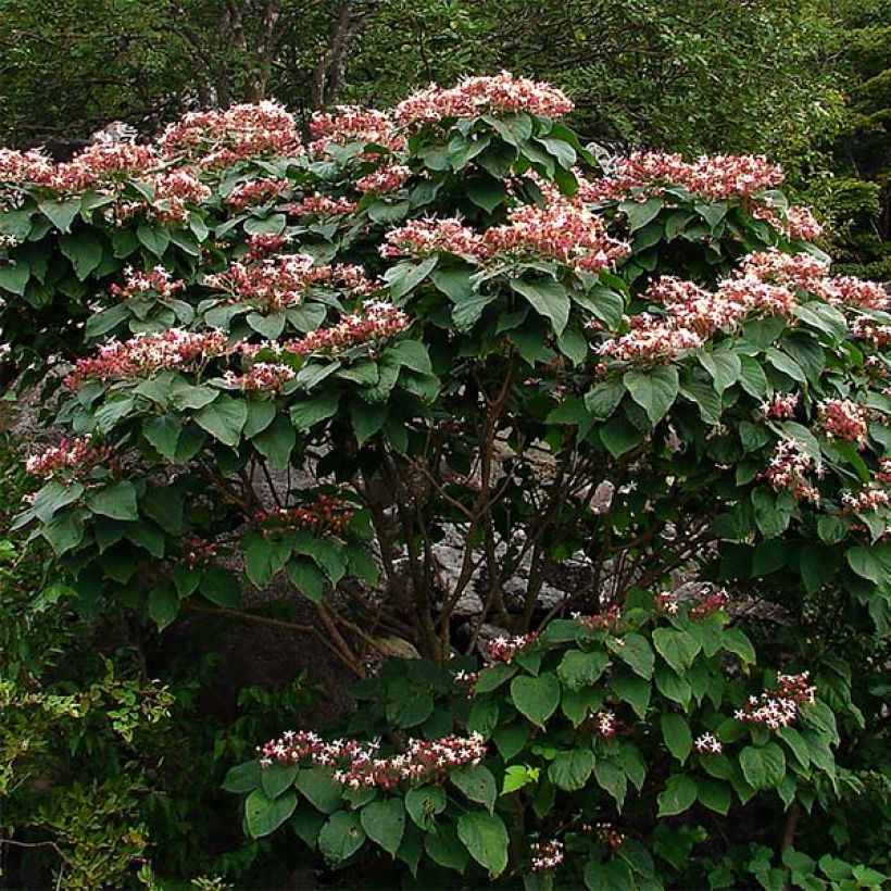 Clerodendrum trichotomum - Clerodendro (Porto)