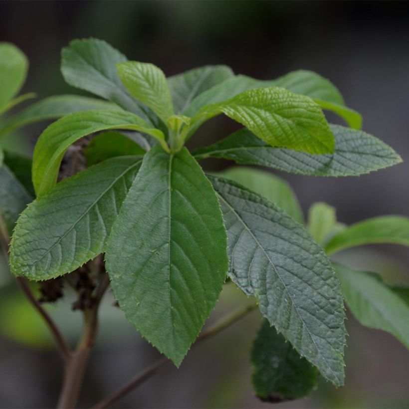 Clethra alnifolia (Fogliame)