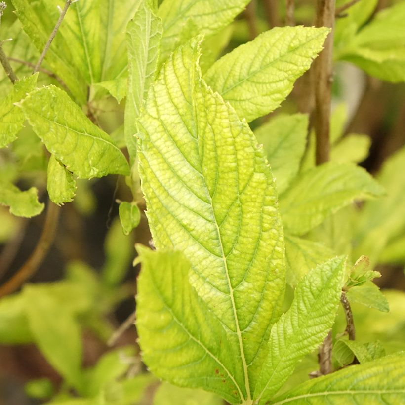 Clethra alnifolia Anne Bidwell (Fogliame)