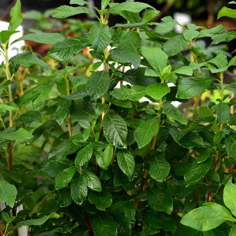 Clethra alnifolia Ruby Spice (Porto)