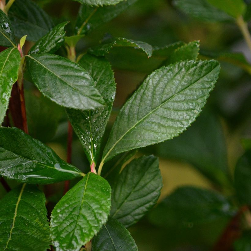 Clethra alnifolia Ruby Spice (Fogliame)