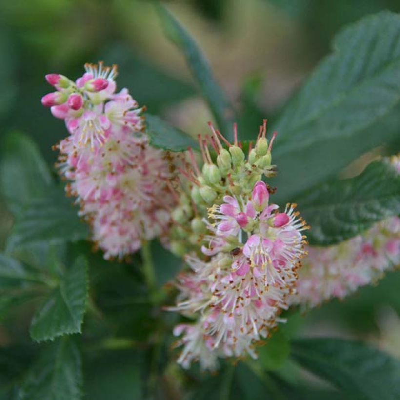 Clethra alnifolia Ruby Spice (Fioritura)