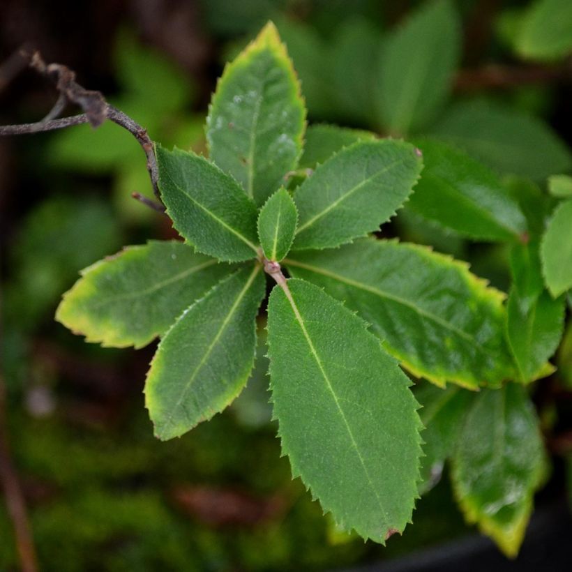 Clethra barbinervis (Fogliame)