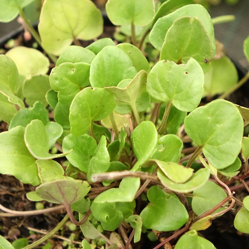 Cochlearia officinalis - Coclearia medicinale (Fogliame)