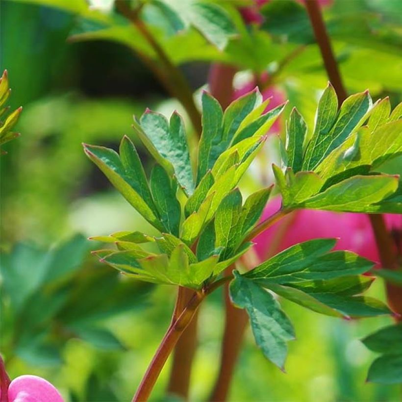 Dicentra spectabilis - Cuore di Maria (Fogliame)