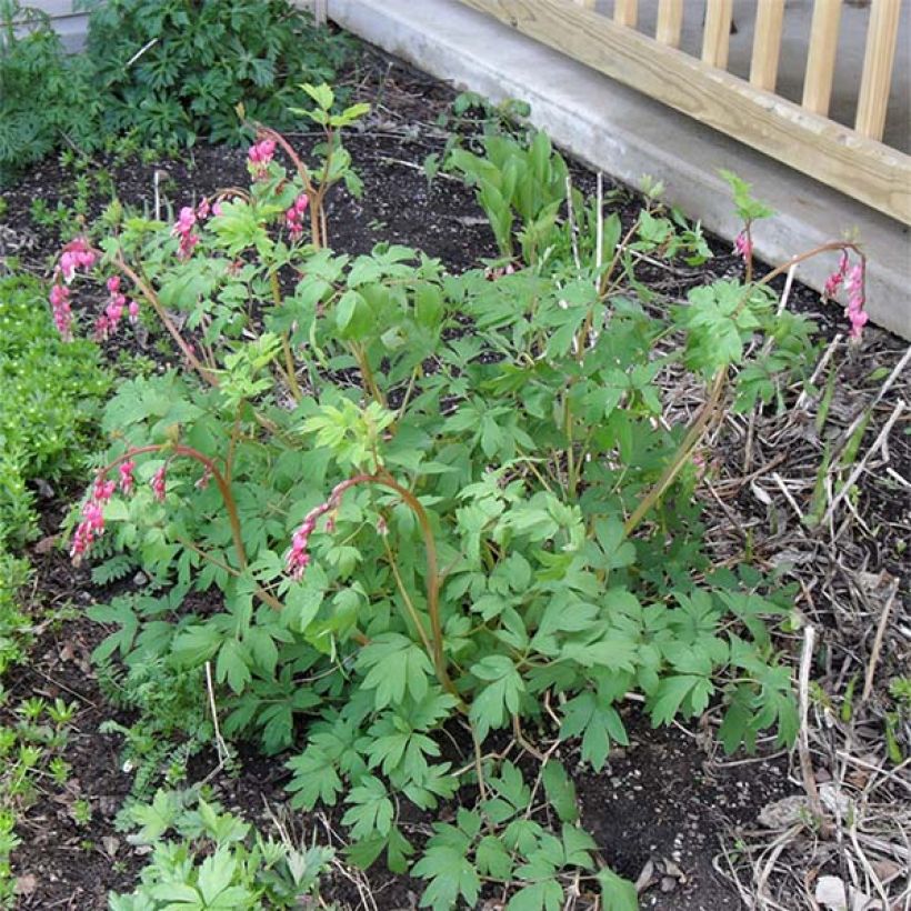 Dicentra spectabilis - Cuore di Maria (Porto)