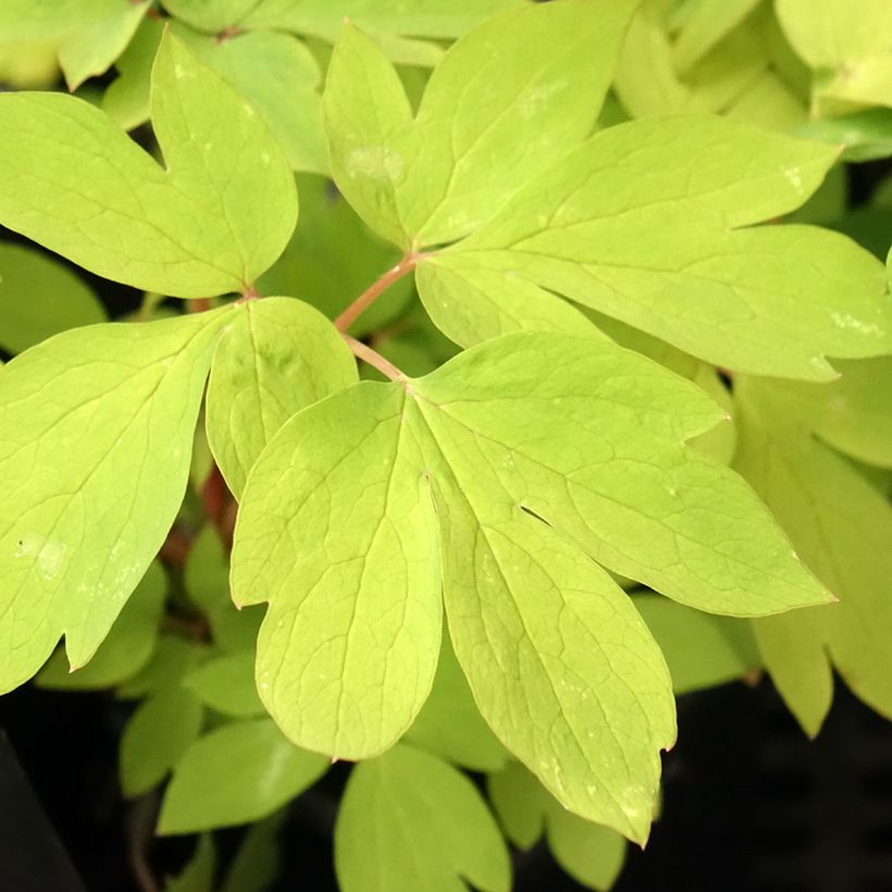 Dicentra spectabilis Ruby Gold - Cuore di Maria (Fogliame)