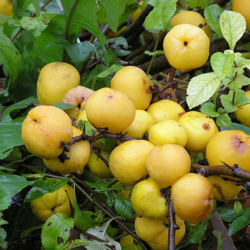 Chaenomeles japonica Cido - Cotogno giapponese (Raccolta)