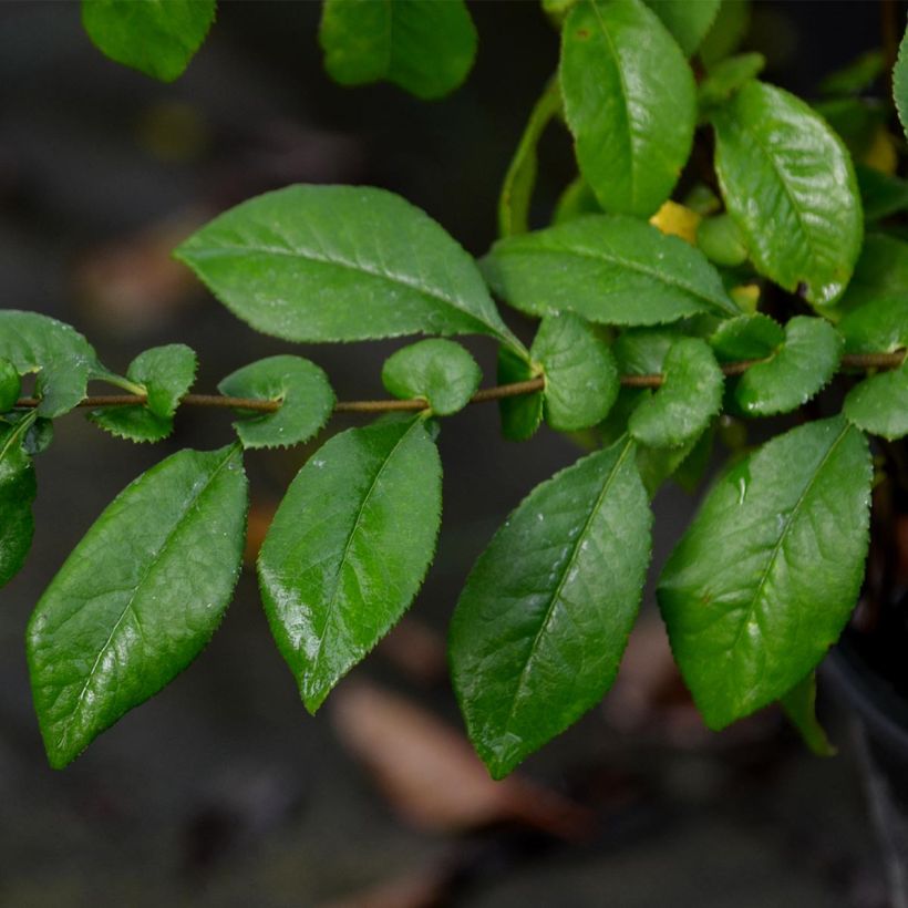 Chaenomeles speciosa Kinshiden - Fior di Pesco (Fogliame)