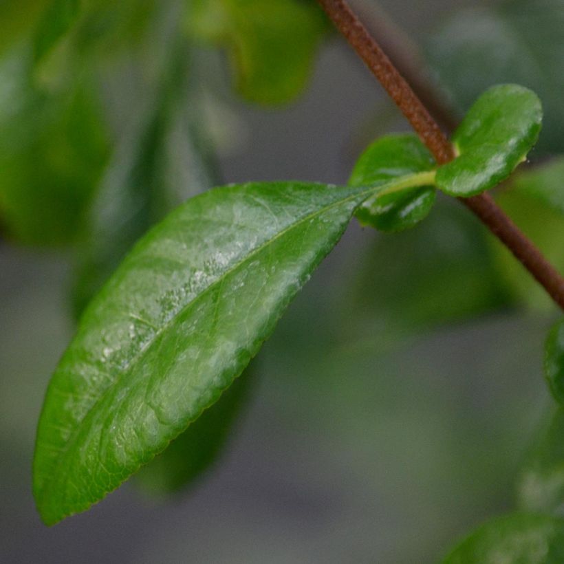 Chaenomeles speciosa Friesdorfer - Fior di Pesco (Fogliame)