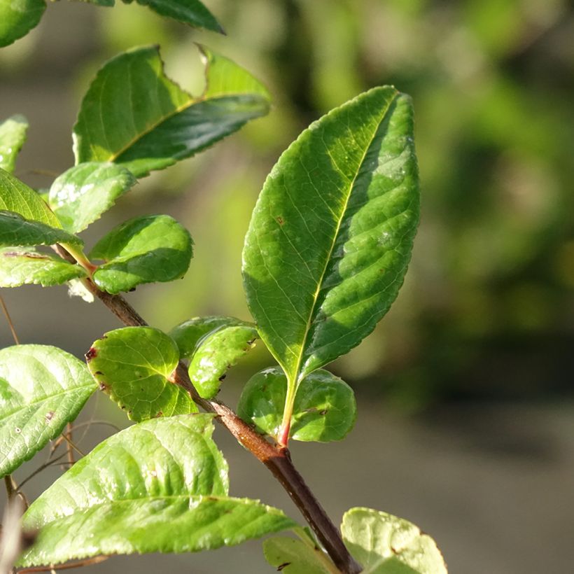 Chaenomeles speciosa Mango Storm - Fior di Pesco (Fogliame)