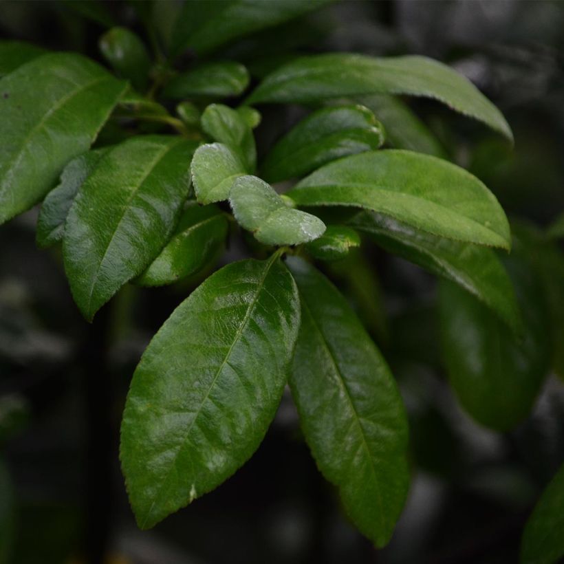 Chaenomeles speciosa Nivalis - Fior di Pesco (Fogliame)