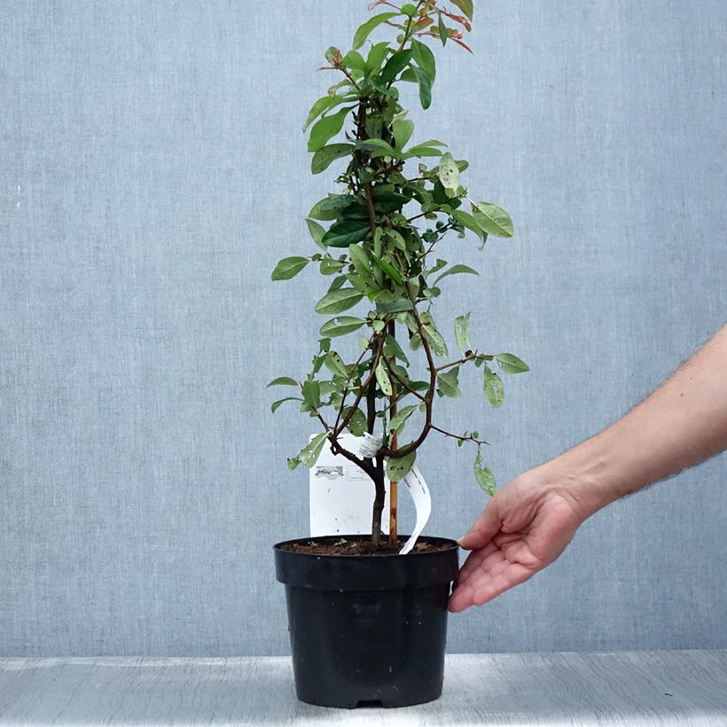 Esemplare di Cognassier du Japon - Chaenomeles speciosa Toyo-nishiki en pot de 2l/3l consegnato in estate