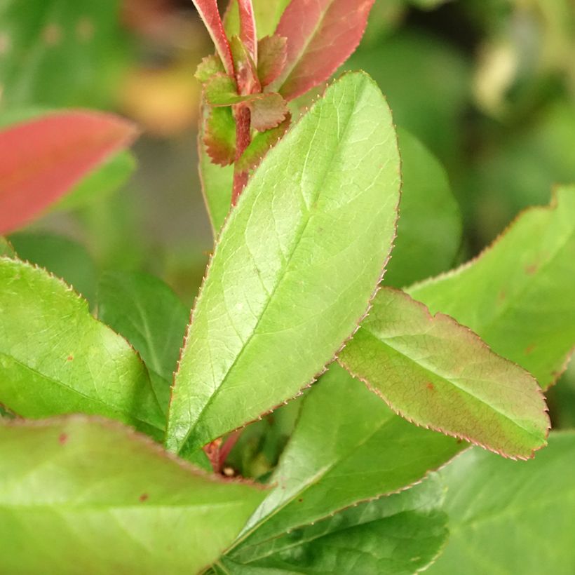 Chaenomeles speciosa Toyo-Nishiki - Fior di Pesco (Fogliame)