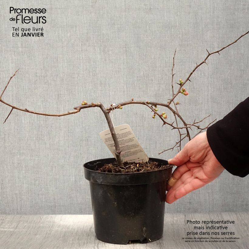 Cognassier du Japon - Chaenomeles x superba Etna Pot de 2L/3L esemplare consegnato in inverno