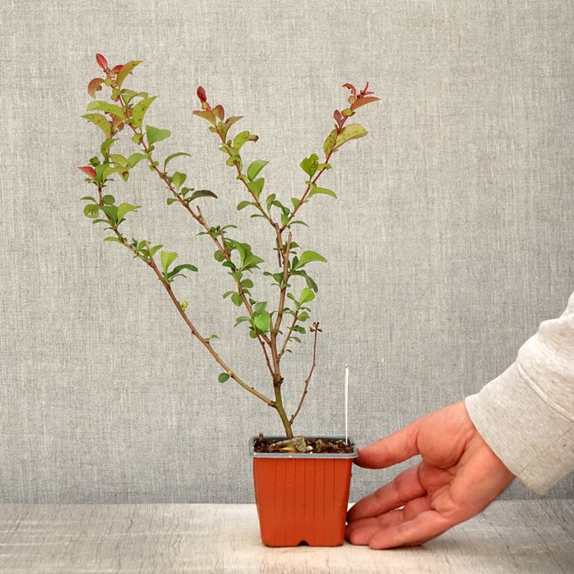 Cognassier du Japon - Chaenomeles x superba Salmon Horizon - Godet de 8/9 cm esemplare consegnato in primavera