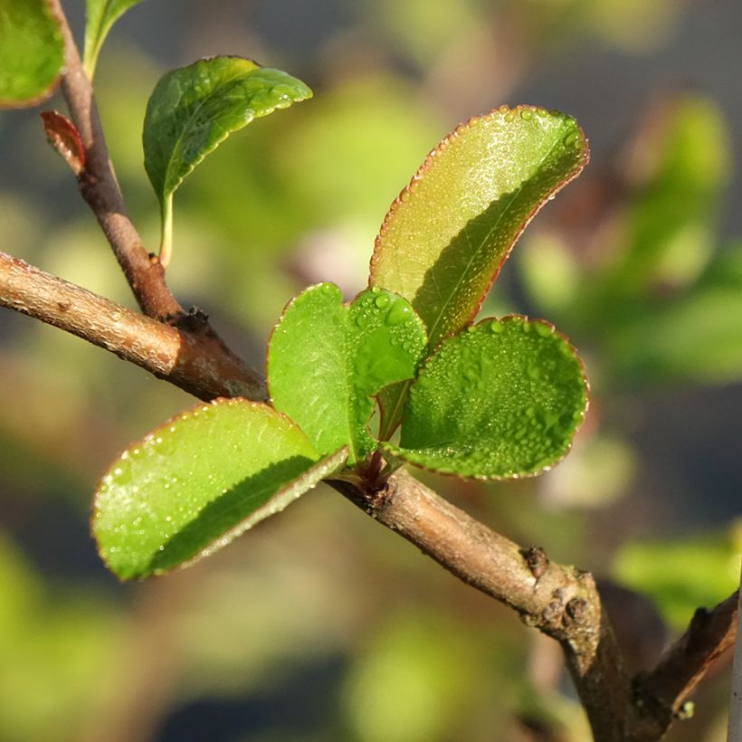 Chaenomeles superba Texas Scarlet - Fior di Pesco (Fogliame)