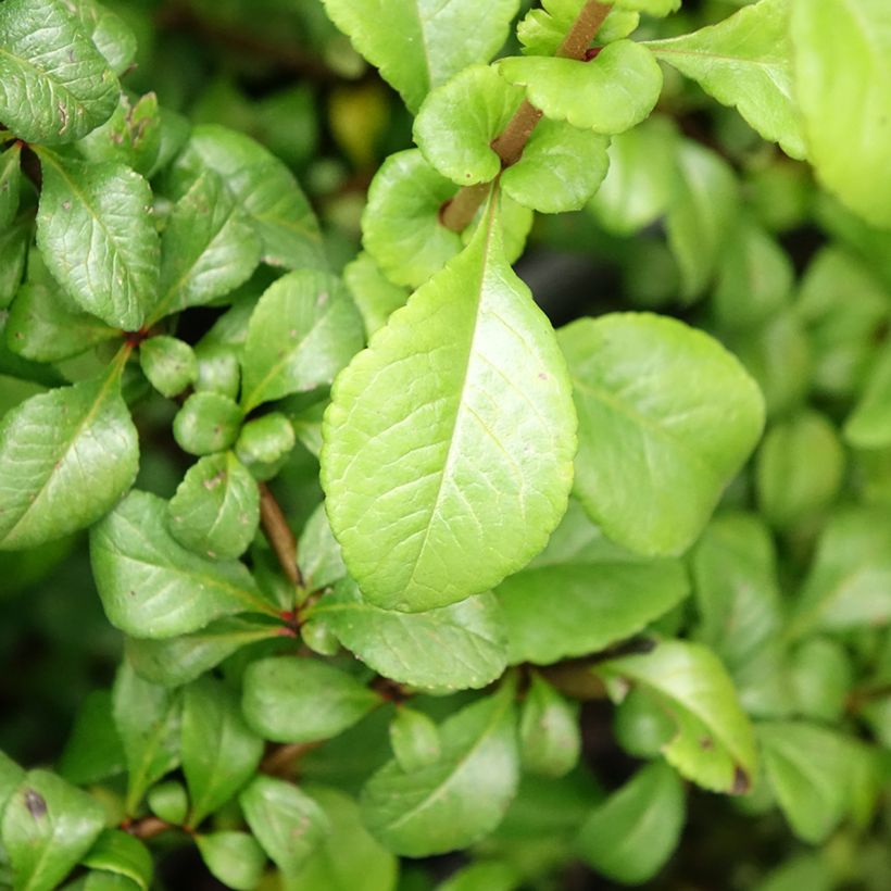 Chaenomeles japonica Sargentii - Fior di Pesco (Fogliame)