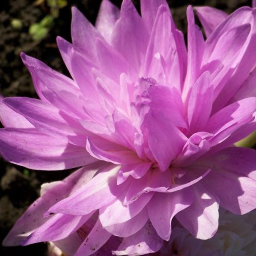 Colchicum Waterlily - Colchico (Fioritura)