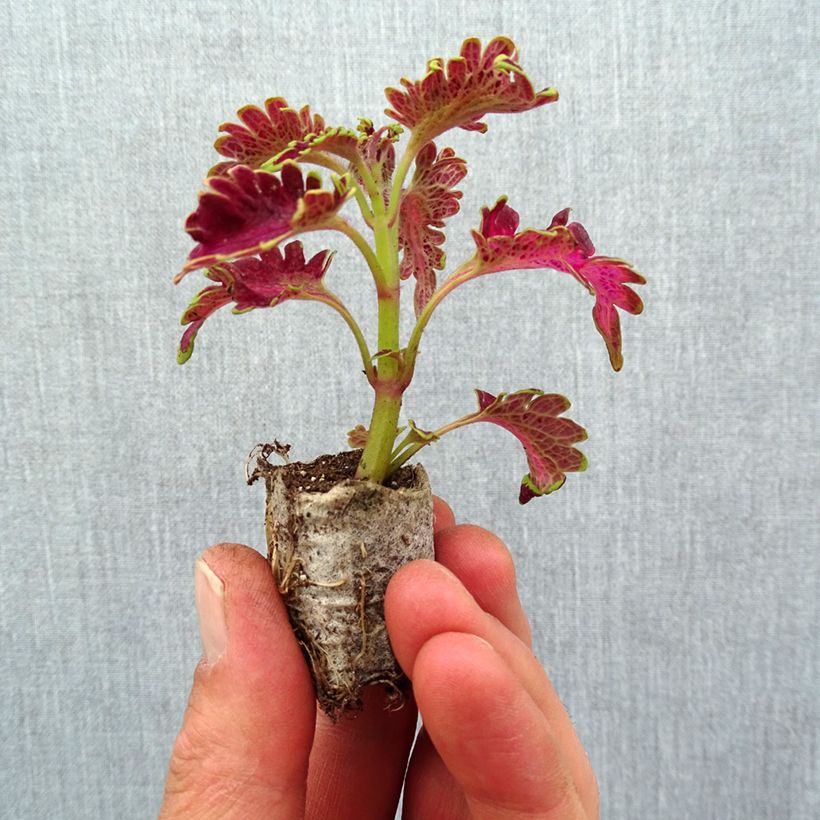 Coleus Vulcan - Mini-motte Ø 3/4 cm esemplare consegnato in primavera