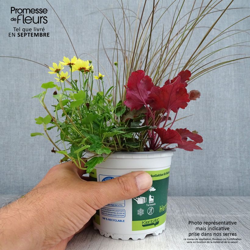 Esemplare di Composition Full of Joy - composition de 4 plantes Pot de 12 cm come consegnato in autunno