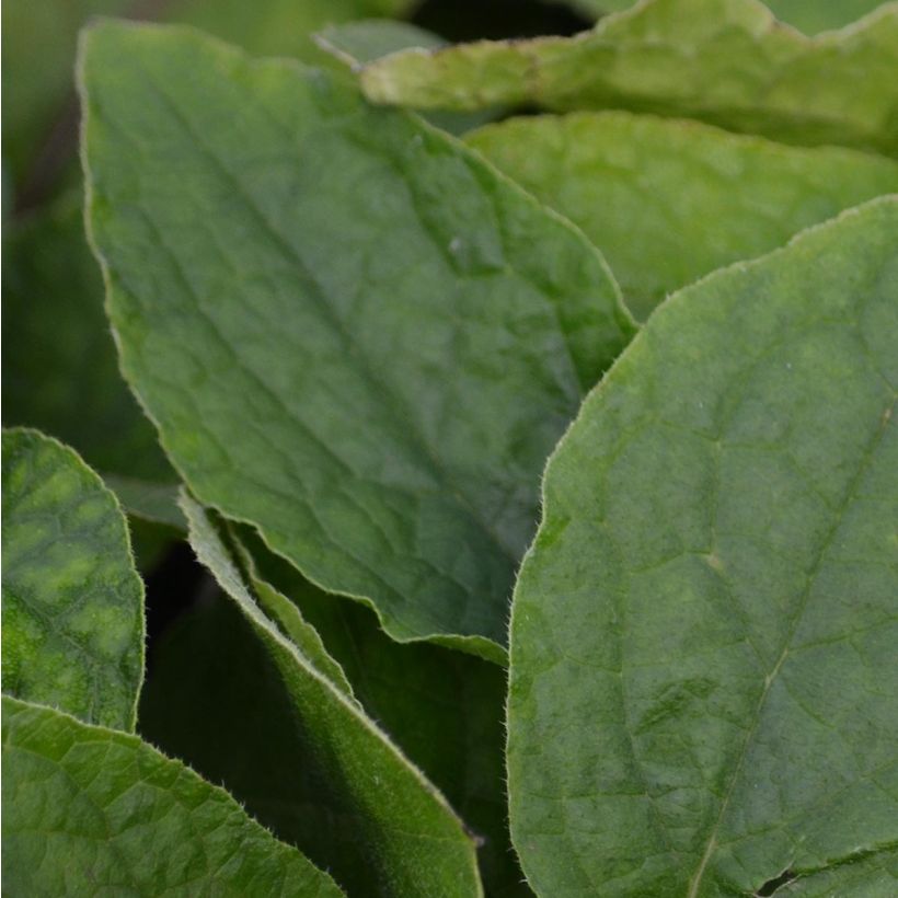 Symphytum grandiflorum - Consolida a grandi fiori (Fogliame)