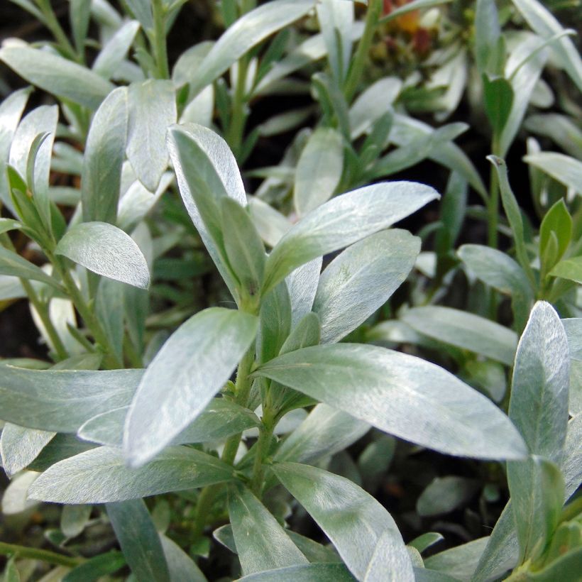 Convolvulus cneorum - Convolvolo bianco (Fogliame)