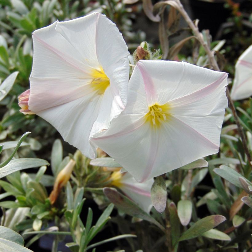 Convolvulus cneorum - Convolvolo bianco (Fioritura)